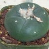 Lophophora_williamsii